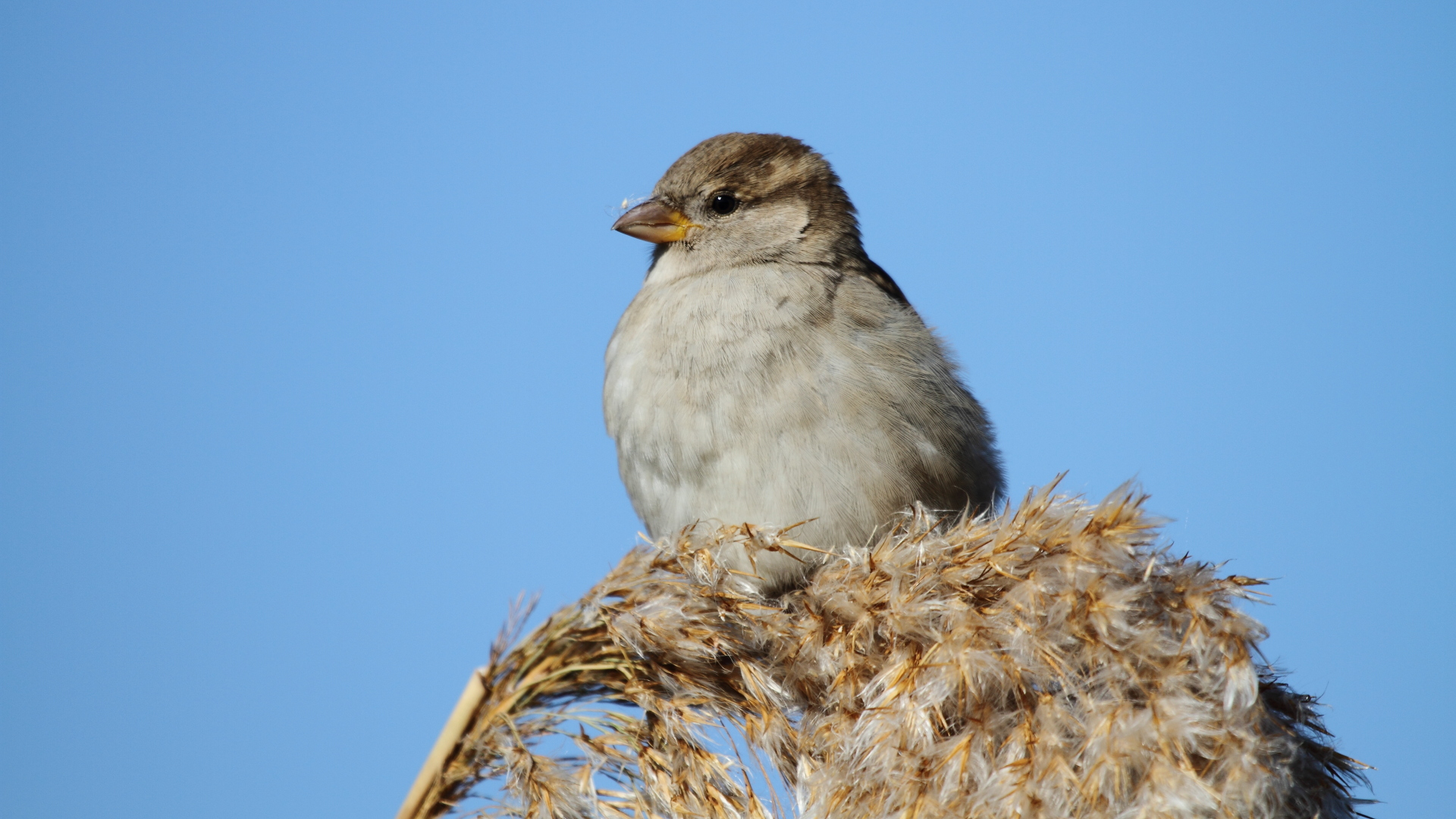Serçe » House Sparrow » Passer domesticus