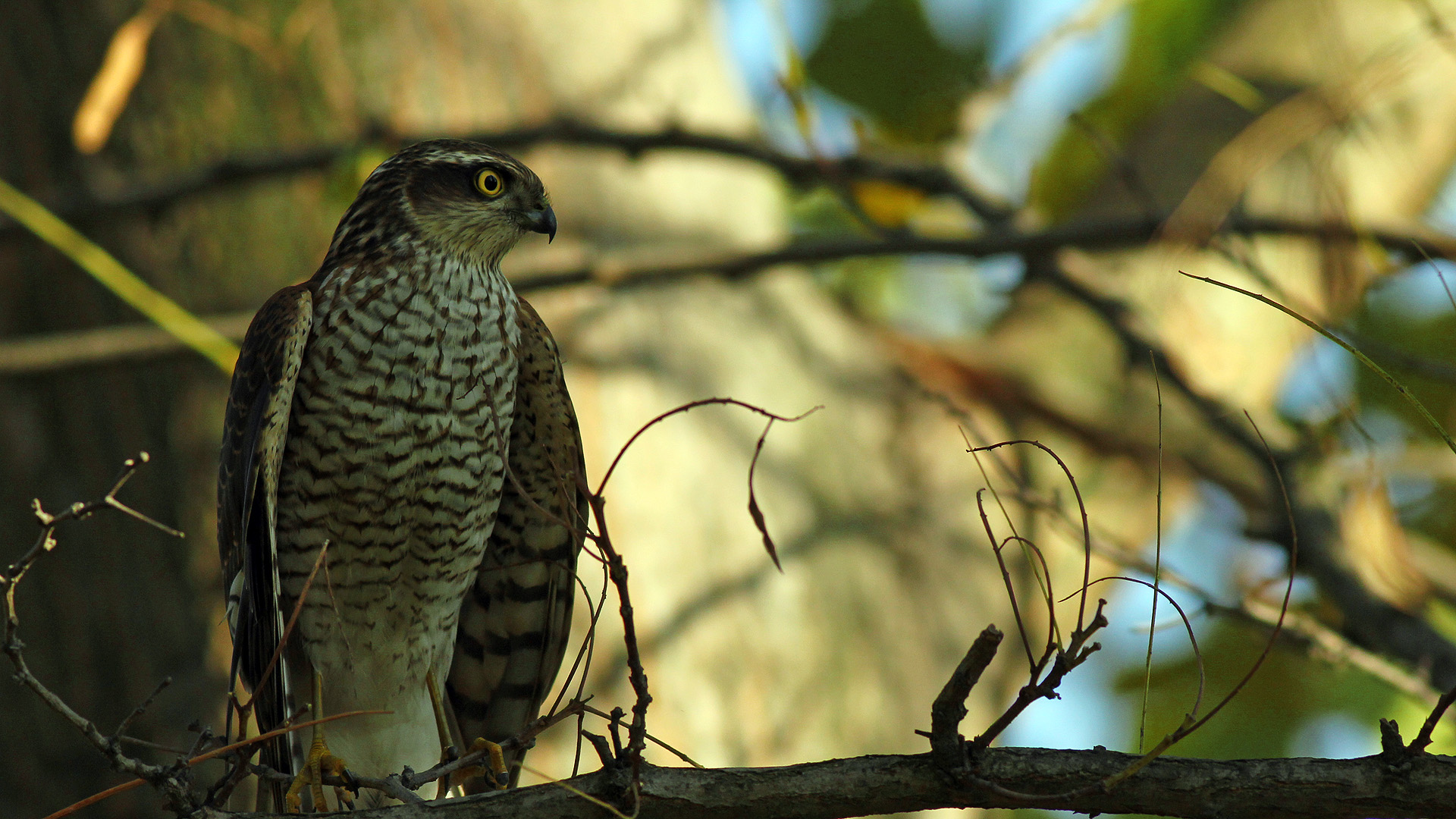 Atmaca » Eurasian Sparrowhawk » Accipiter nisus