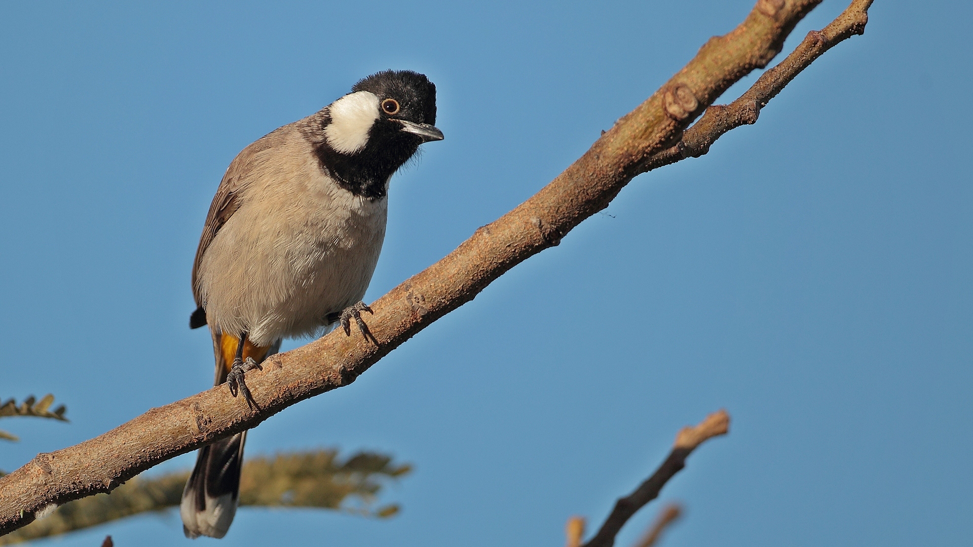 Akyanaklı arapbülbülü