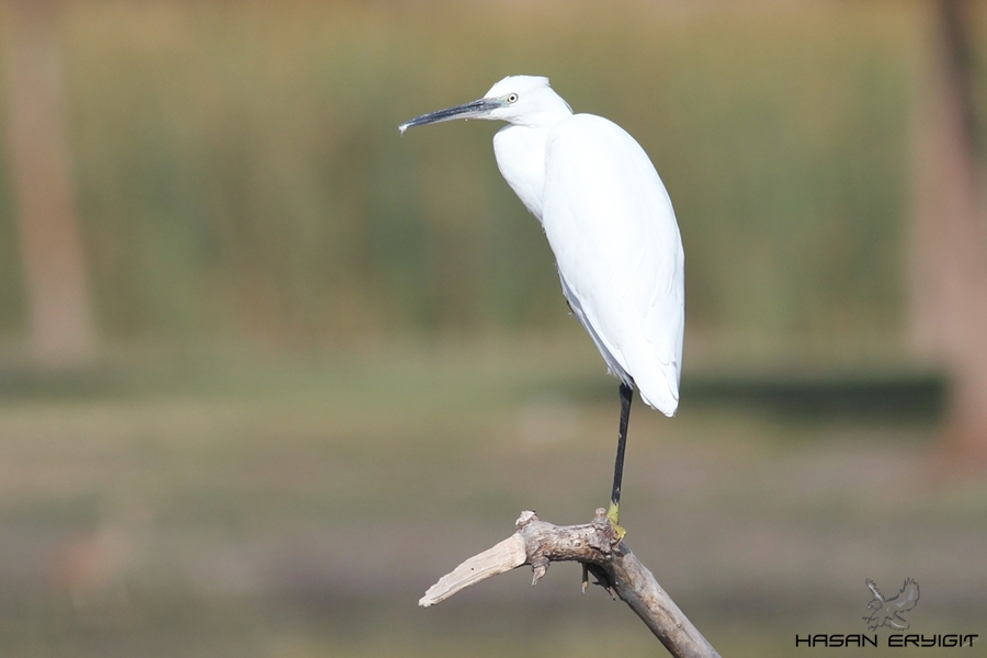 Küçük ak balıkçıl