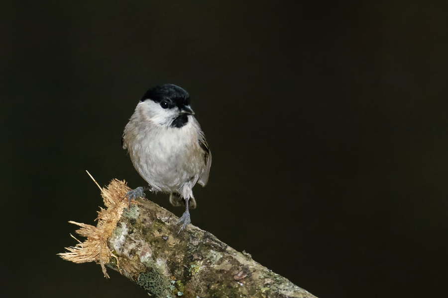 Kayın baştankarası
