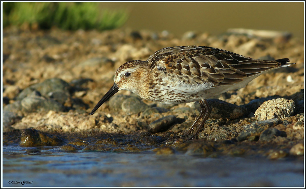 Karakarınlı kumkuşu