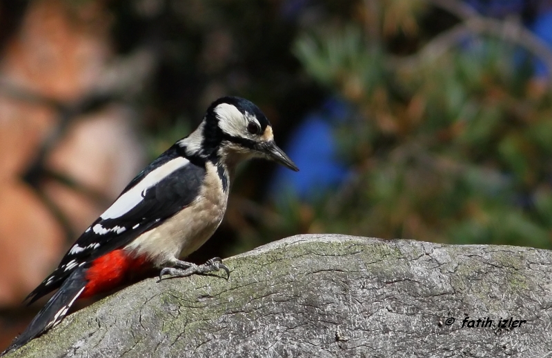 Orman alaca ağaçkakanı