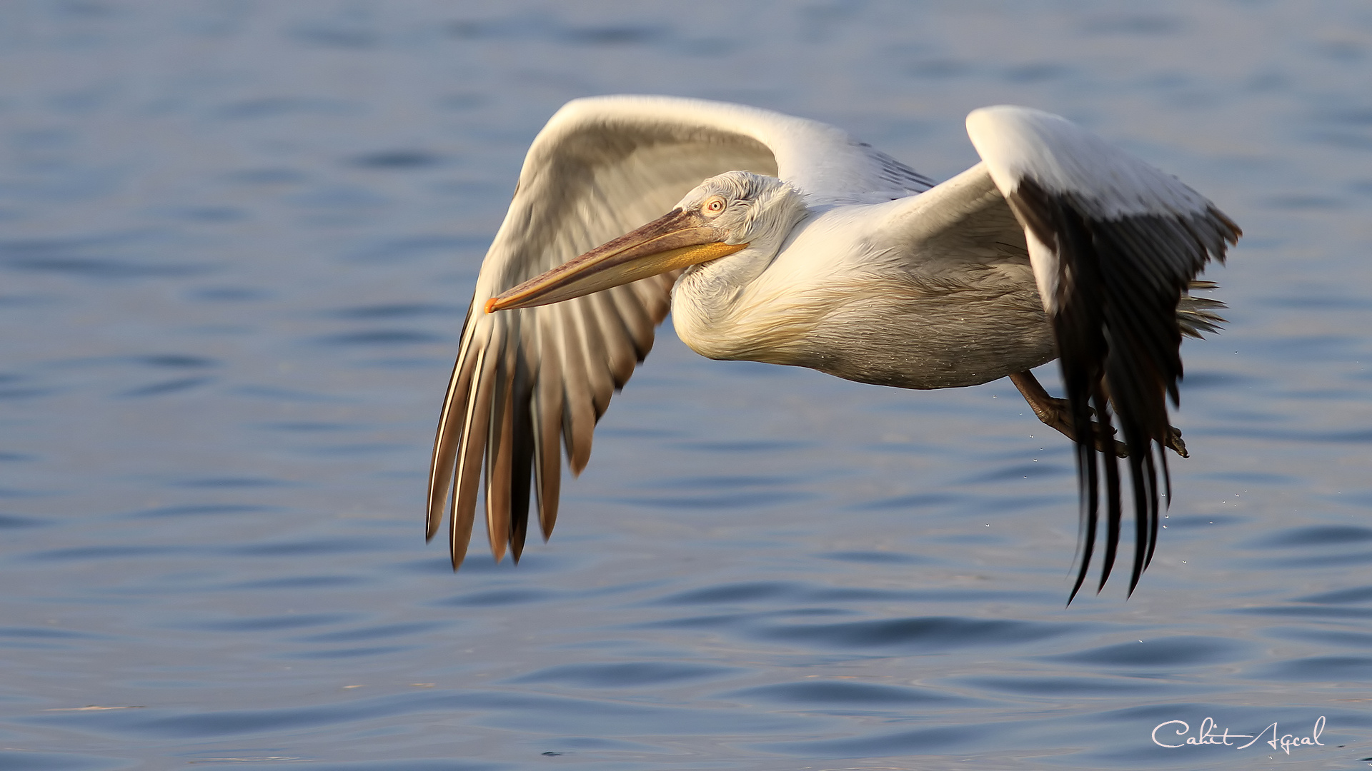 Tepeli pelikan » Dalmatian Pelican » Pelecanus crispus