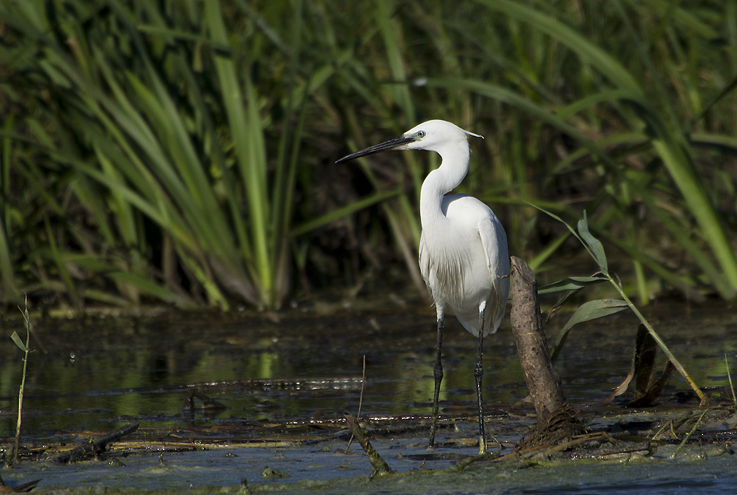 Küçük ak balıkçıl