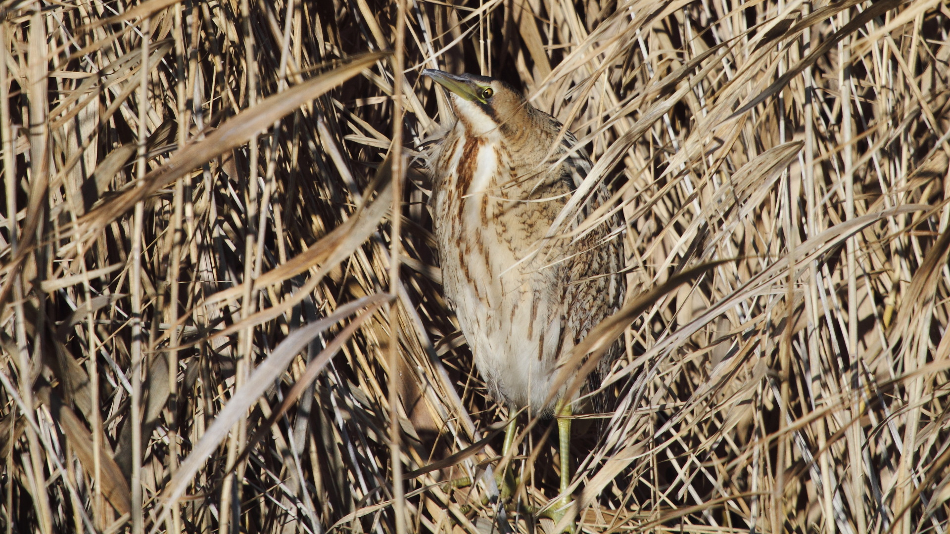 Balaban » Eurasian Bittern » Botaurus stellaris