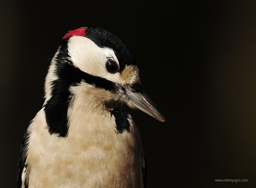 Orman alaca ağaçkakanı