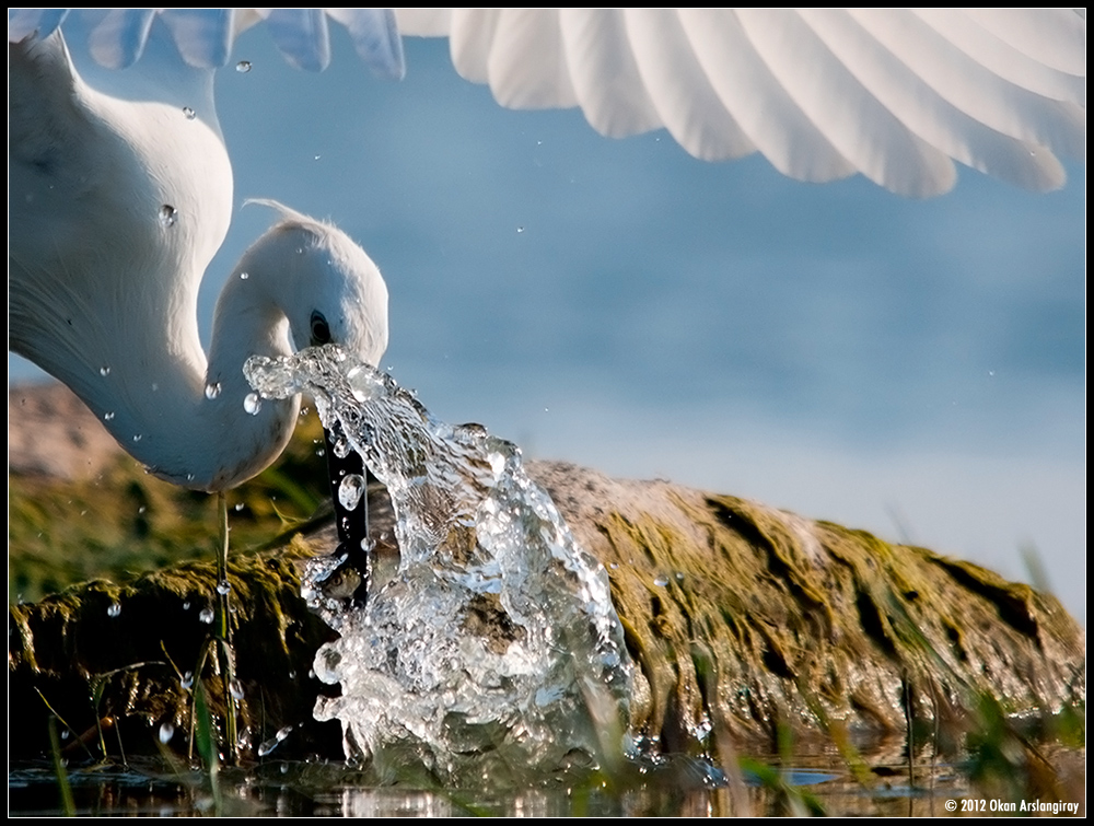 Küçük ak balıkçıl