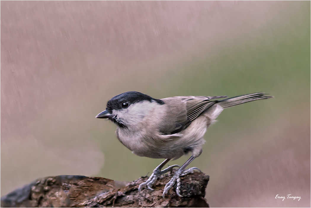 Kayın baştankarası