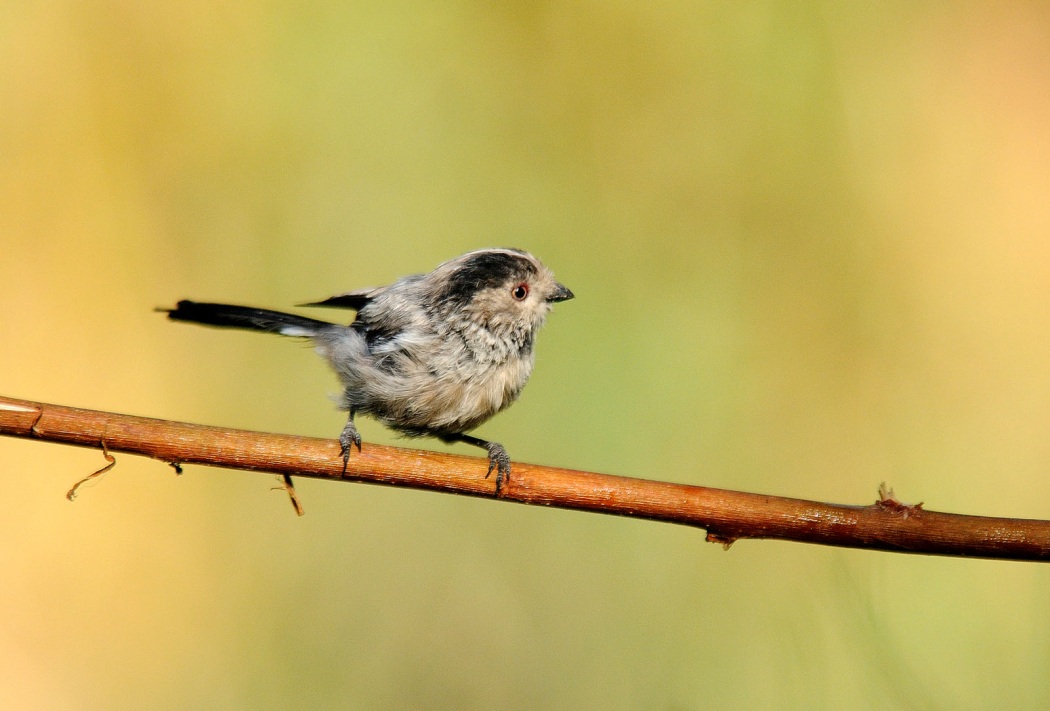 Uzunkuyruklu baştankara