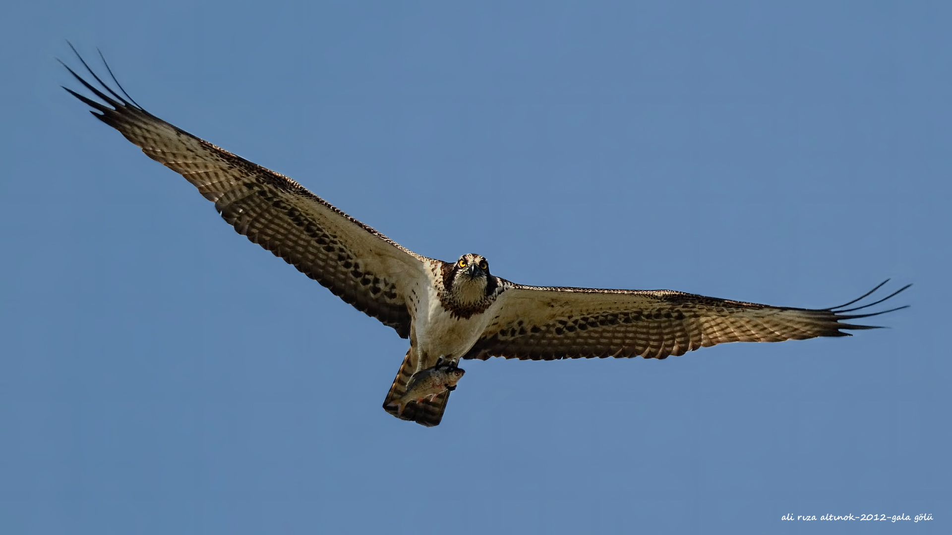 Balık kartalı » Western Osprey » Pandion haliaetus