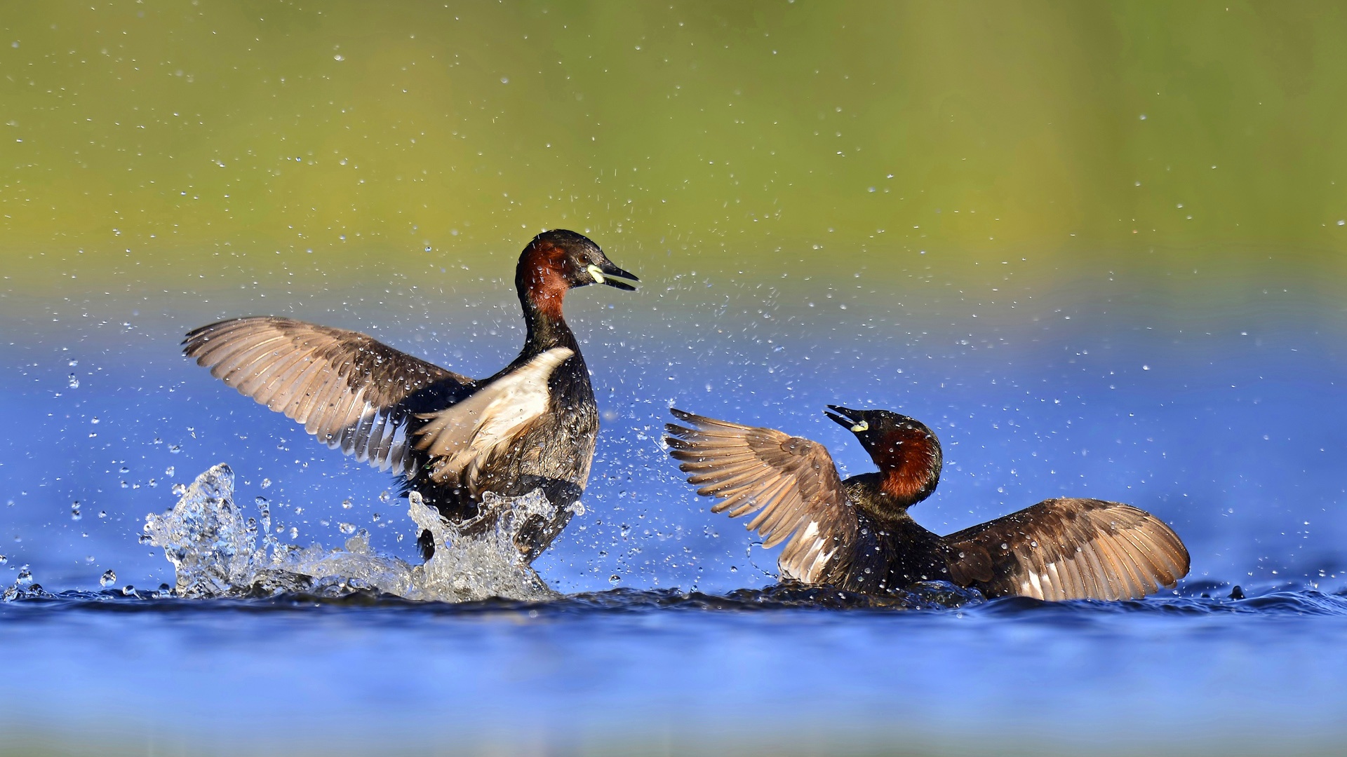 Küçük batağan » Little Grebe » Tachybaptus ruficollis