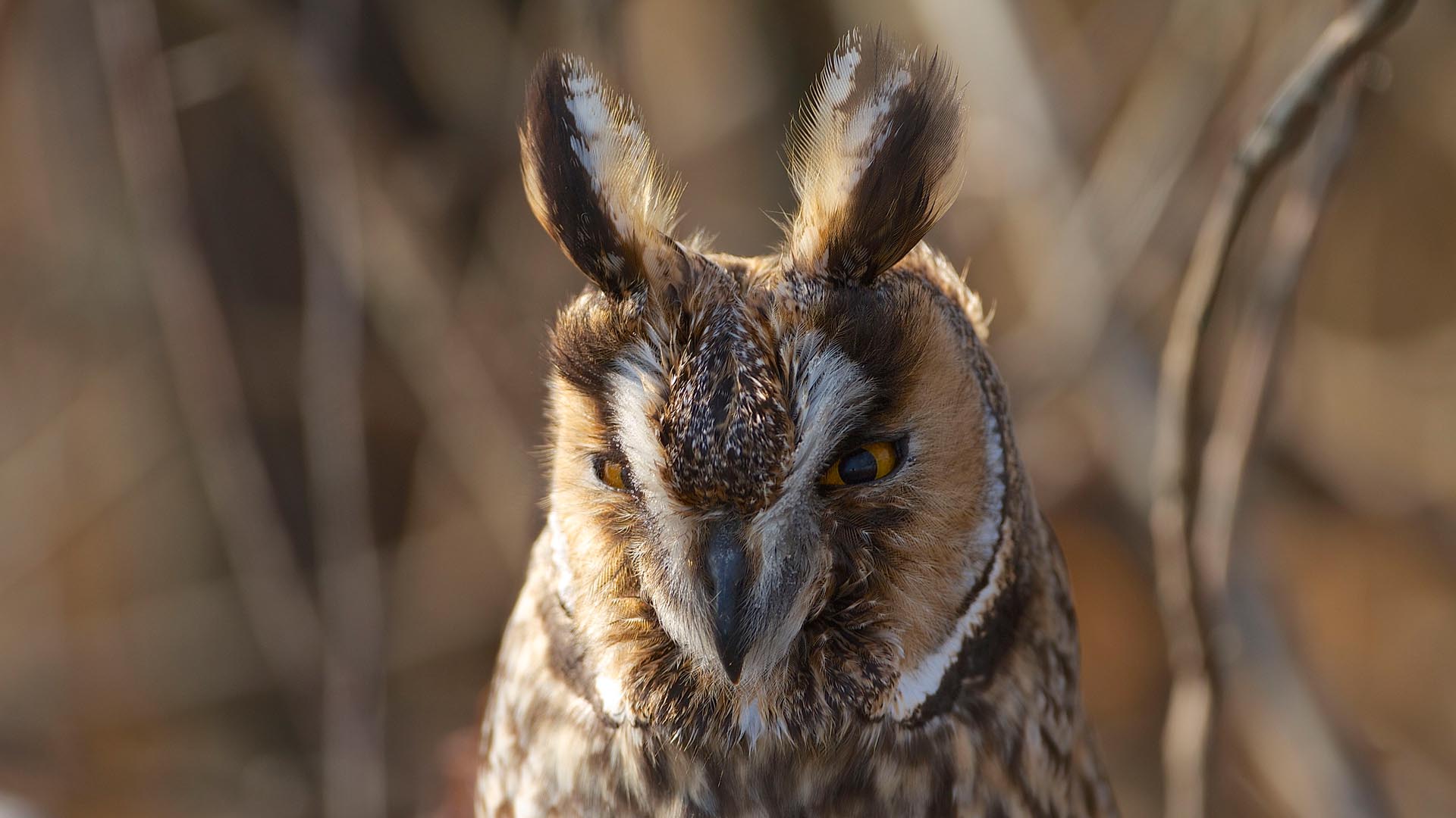 Kulaklı orman baykuşu » Long-eared Owl » Asio otus