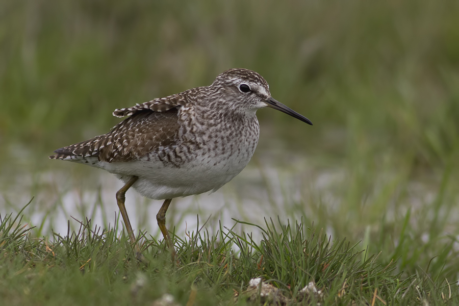 Orman düdükçünü