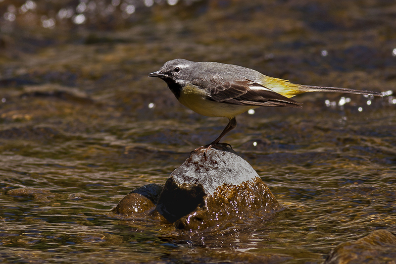Dağ kuyruksallayanı