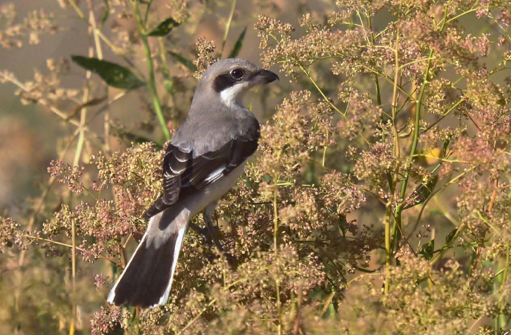 Karaalınlı örümcekkuşu