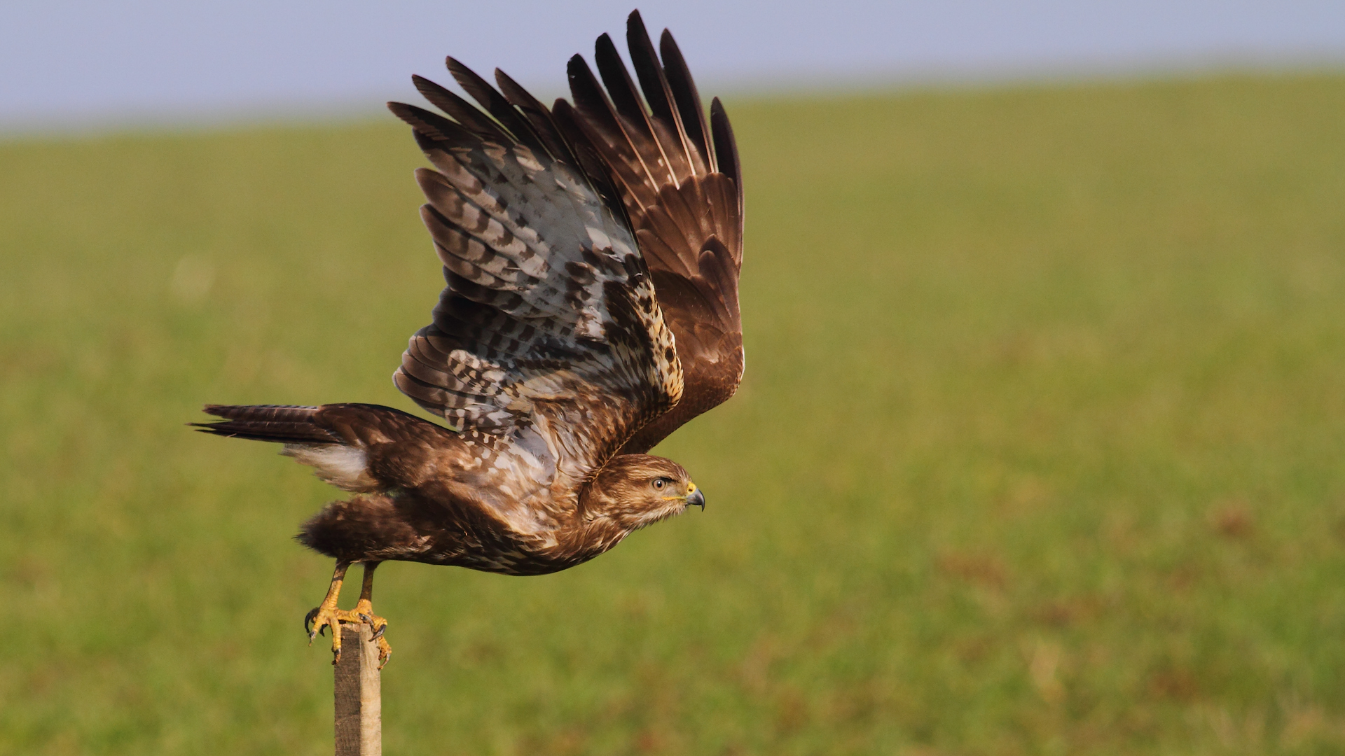 Şahin » Common Buzzard » Buteo buteo