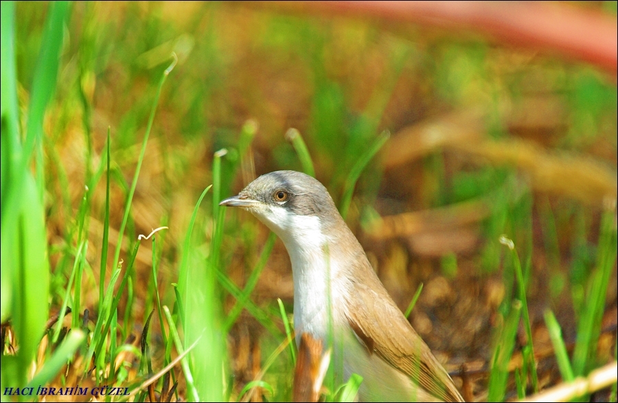 Küçük akgerdanlı ötleğen