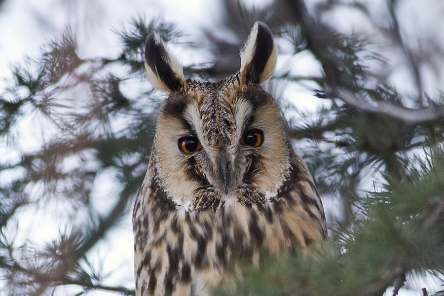 Kulaklı orman baykuşu