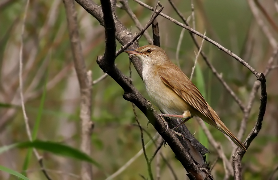 Büyük kamışçın