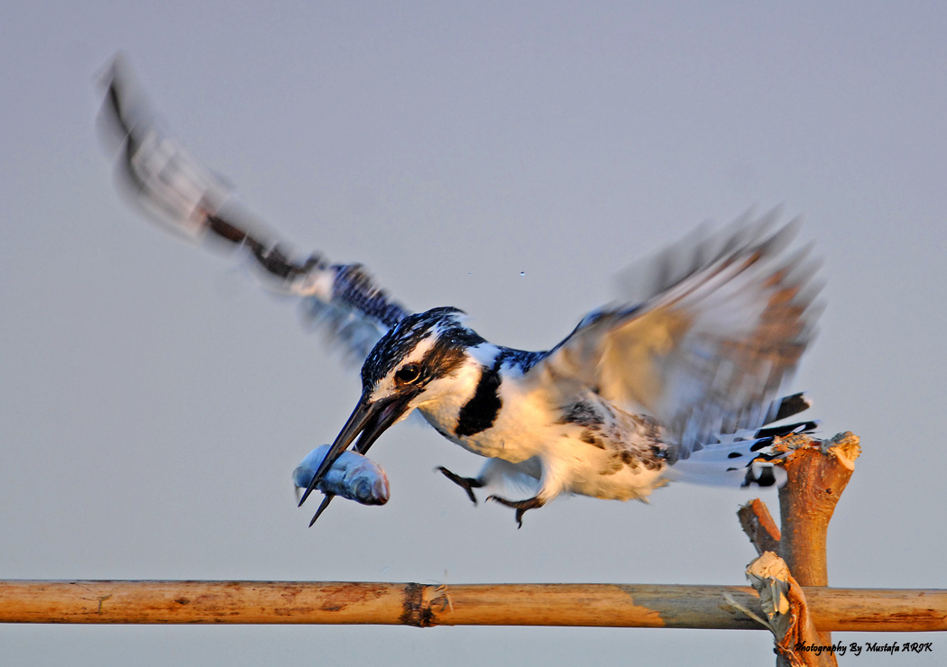 Alaca yalıçapkını
