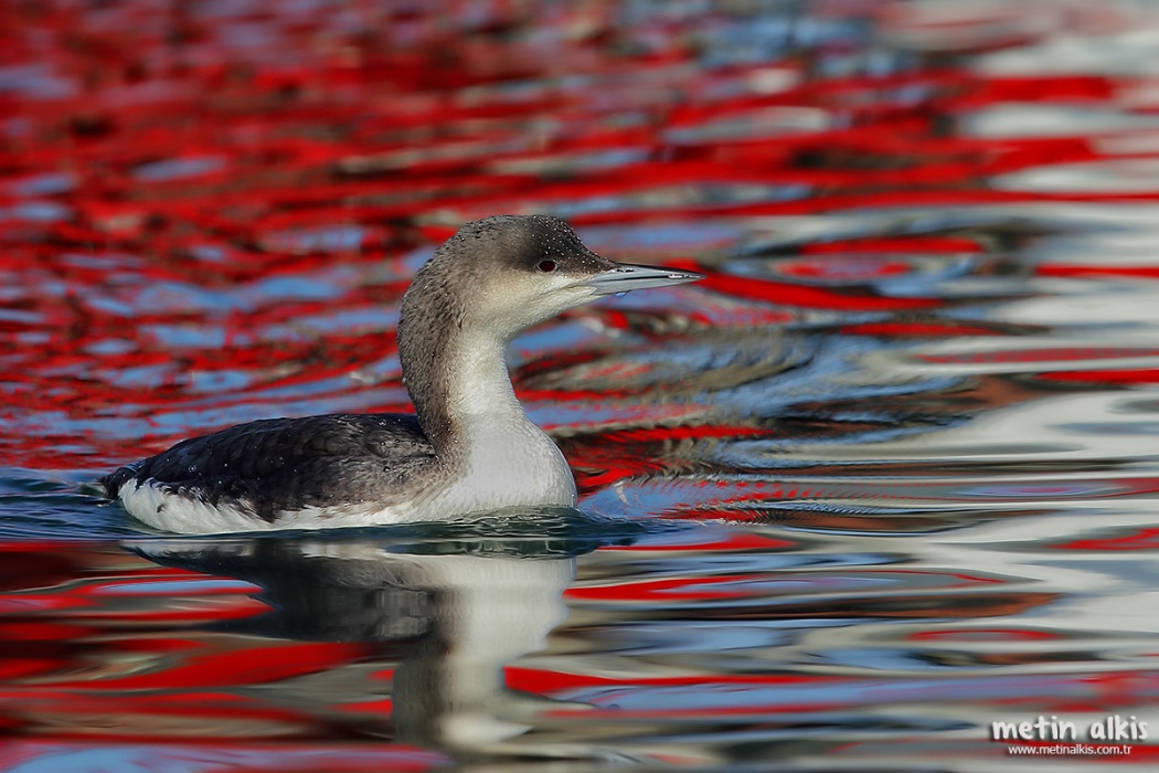 Karagerdanlı dalgıç