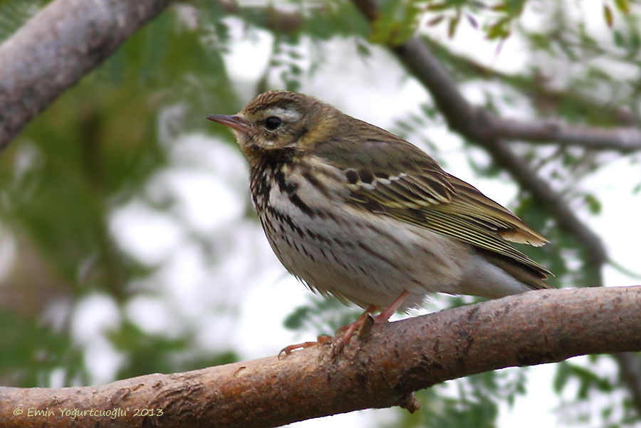 Yeşilsırtlı incirkuşu