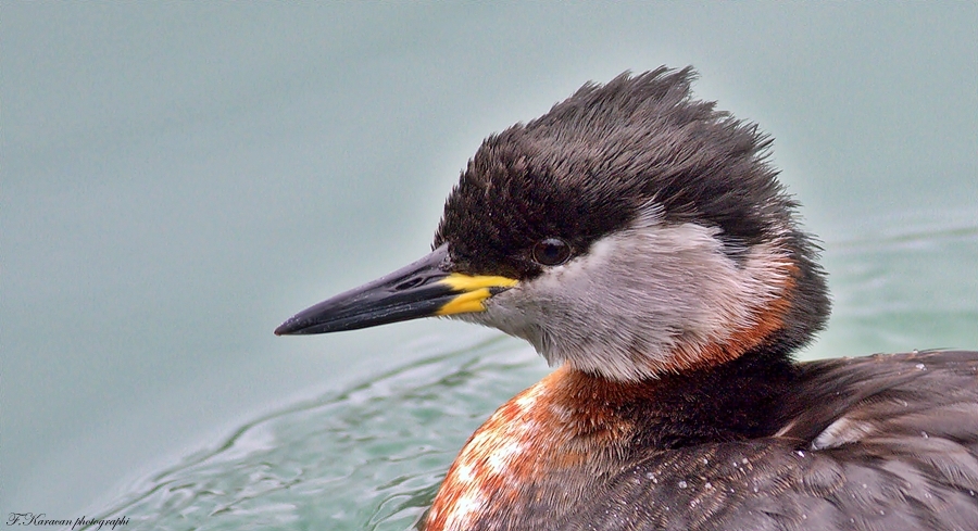 Kızılboyunlu batağan