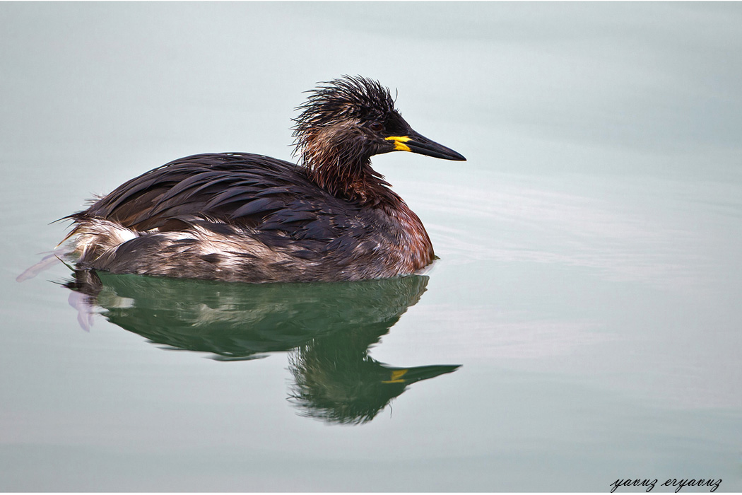 Kızılboyunlu batağan