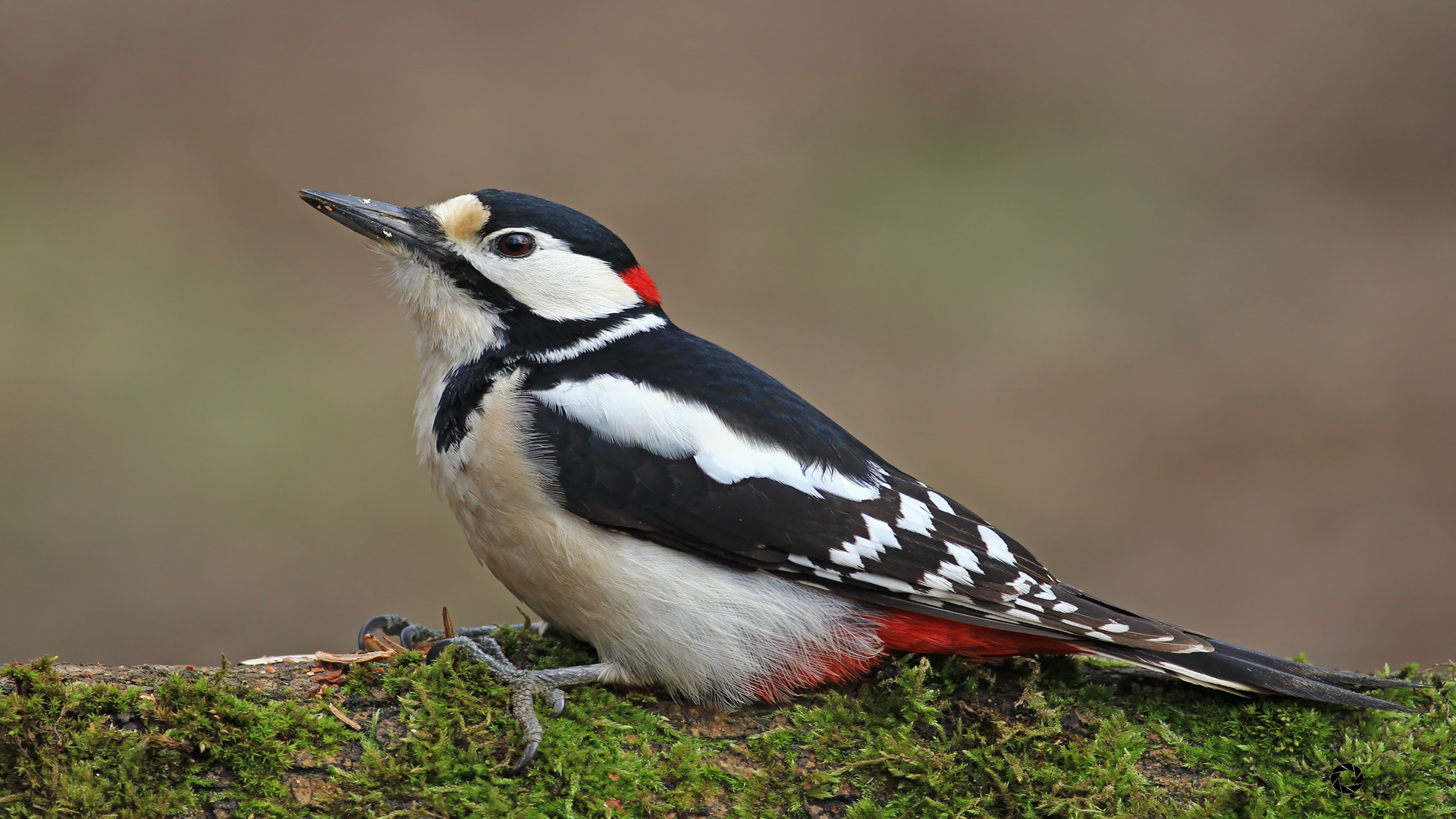 Orman alaca ağaçkakanı » Great Spotted Woodpecker » Dendrocopos major