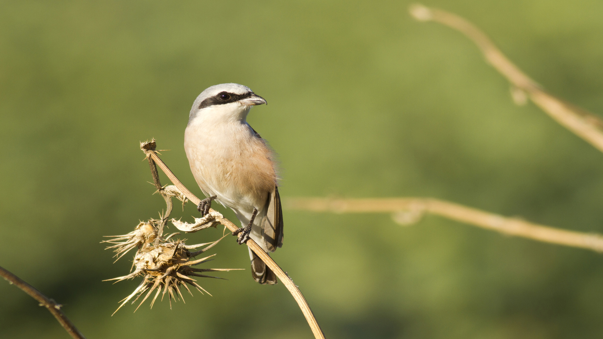 Kızılsırtlı örümcekkuşu