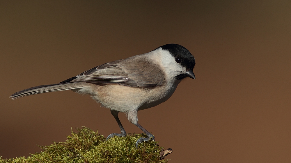 Kayın baştankarası