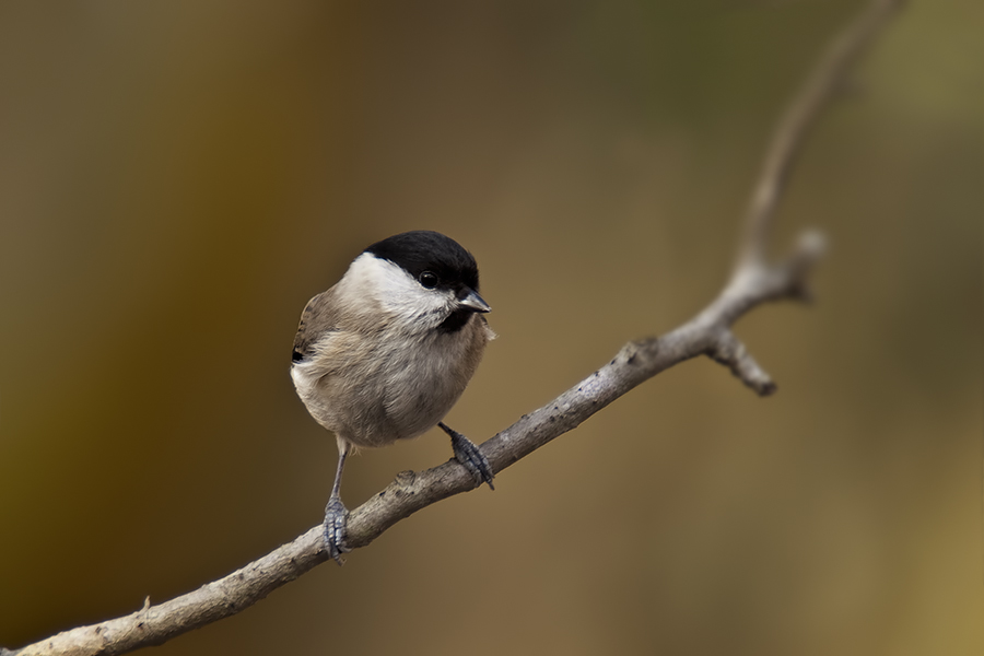 Kayın baştankarası
