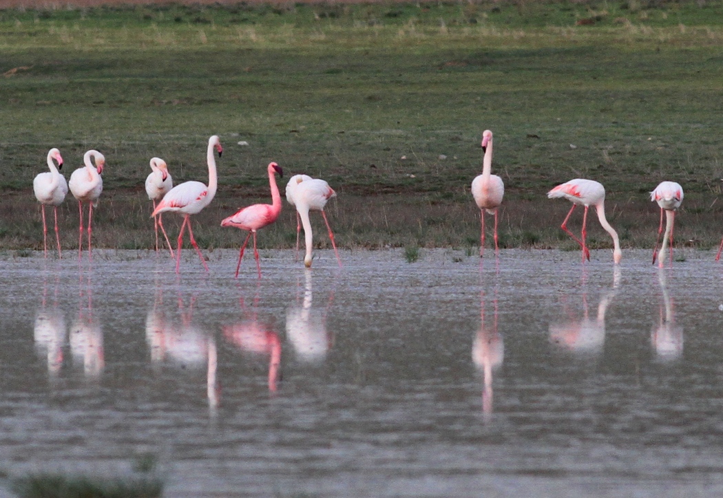 Küçük flamingo