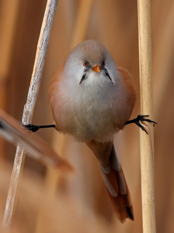 Bıyıklı baştankara