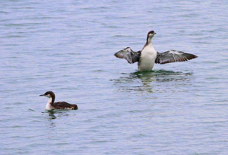 Karagerdanlı dalgıç