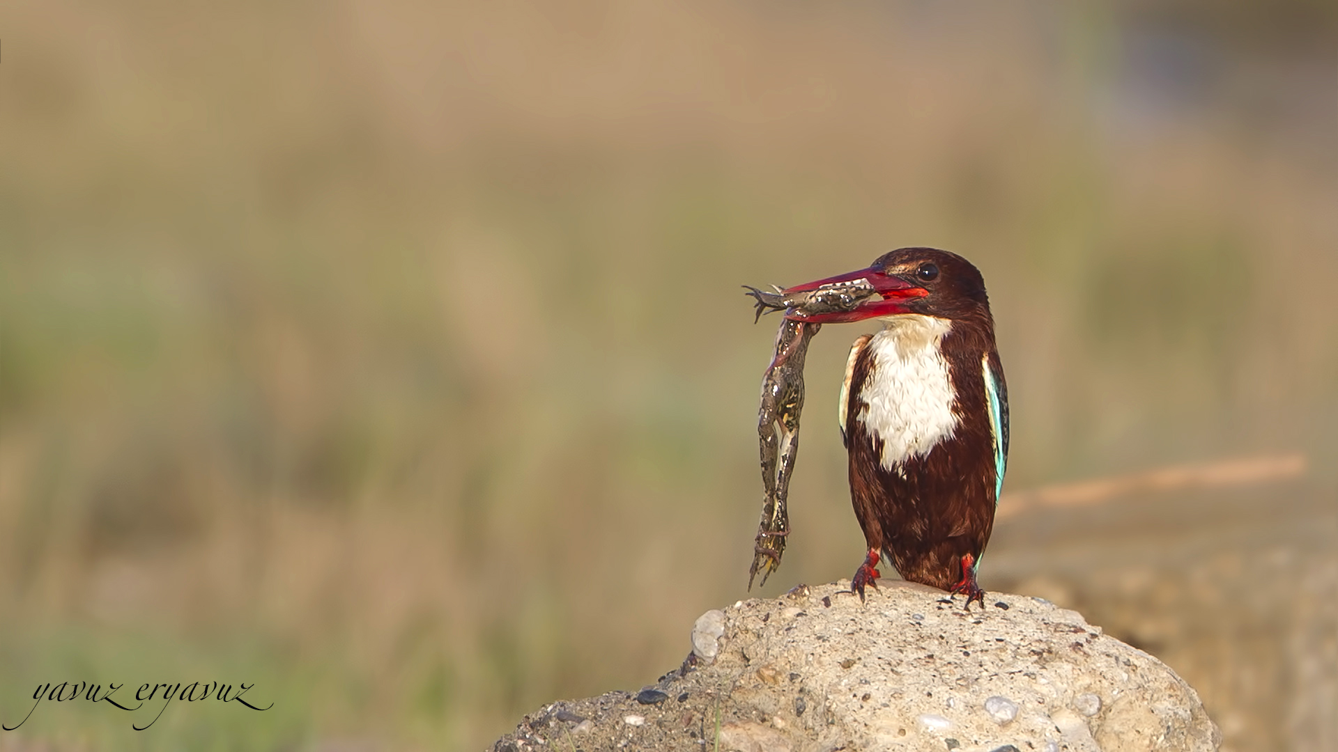 İzmir yalıçapkını