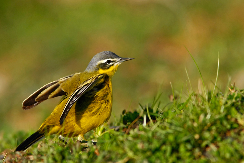 Sarı kuyruksallayan