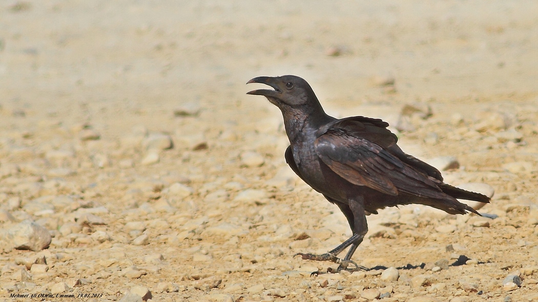 Kısakuyruklu kuzgun