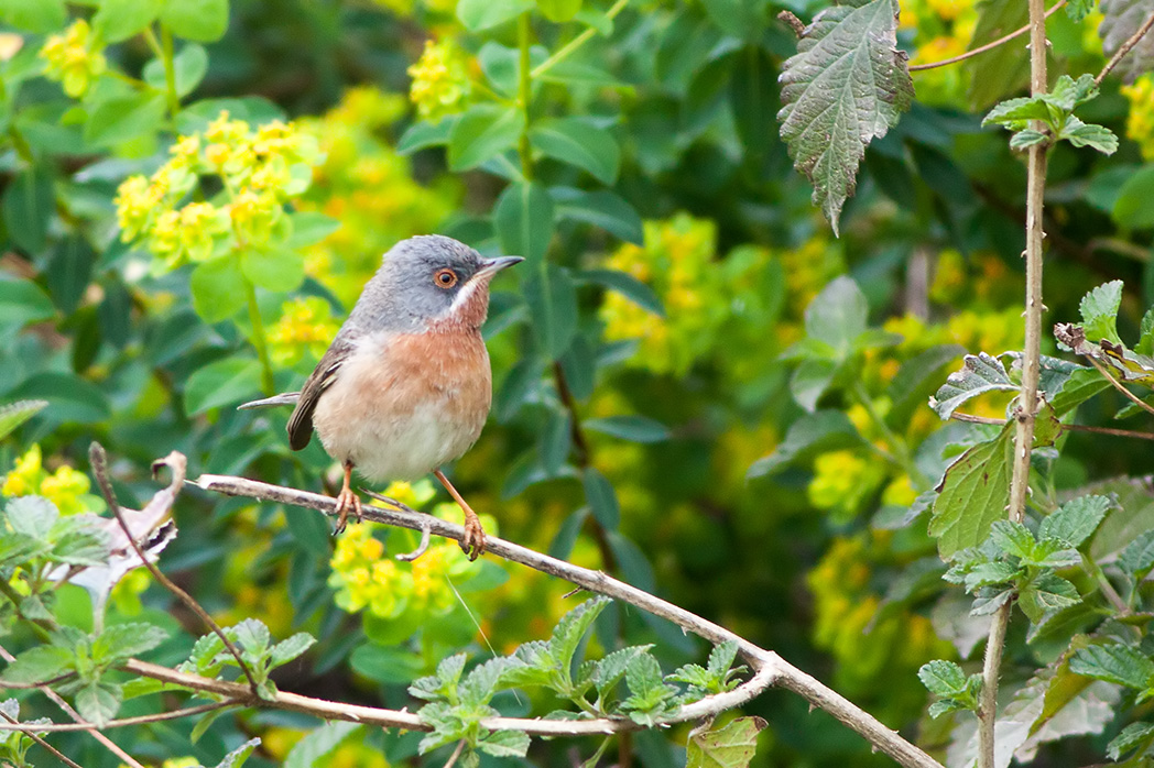 Bıyıklı ötleğen