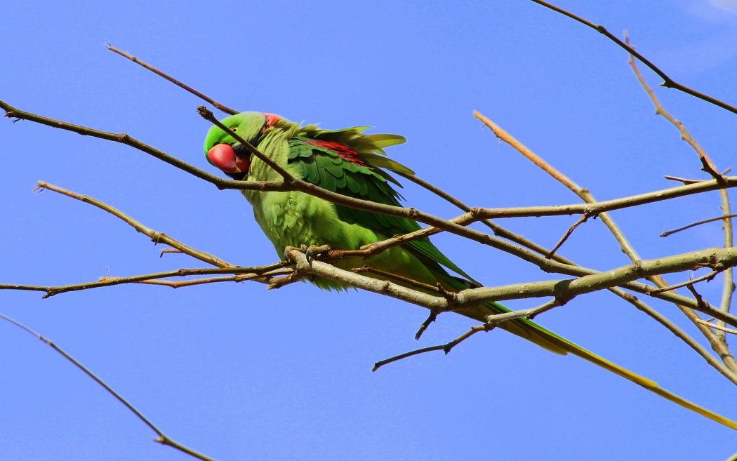 İskender papağanı
