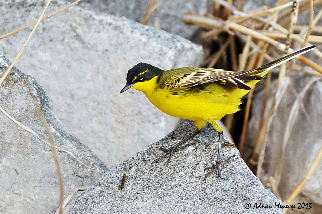 Sarı kuyruksallayan