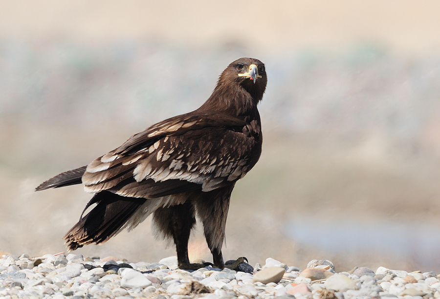 Büyük orman kartalı