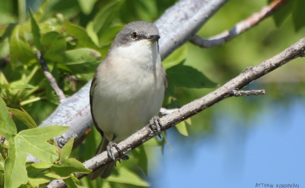 Küçük akgerdanlı ötleğen