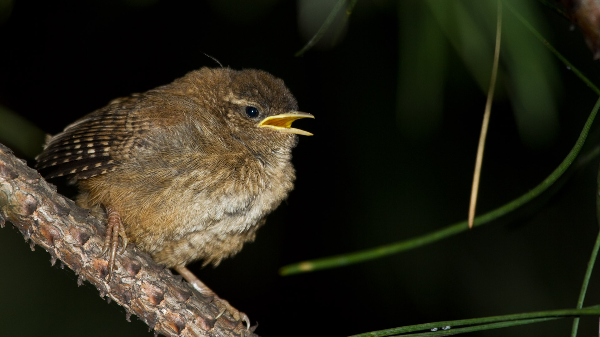 Çitkuşu » Eurasian Wren » Troglodytes troglodytes