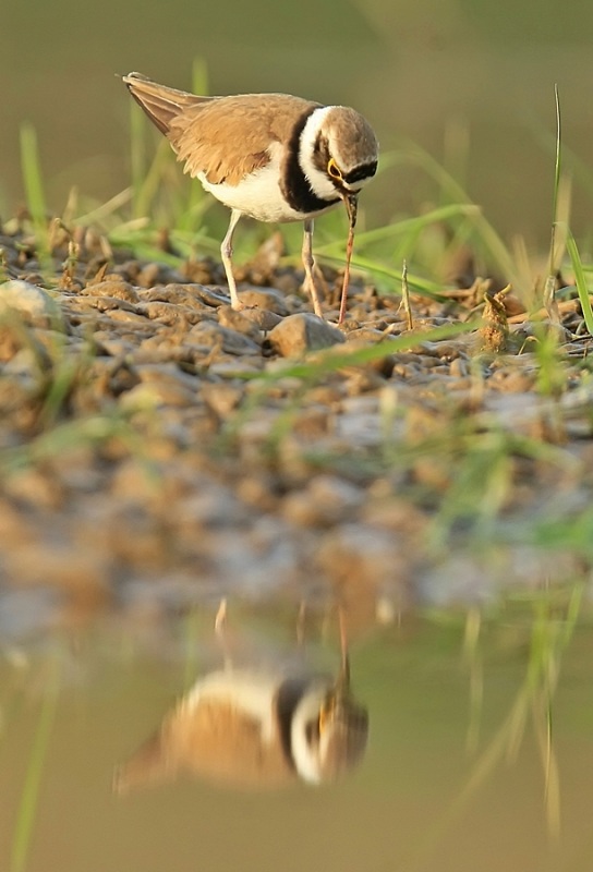 Halkalı küçük cılıbıt