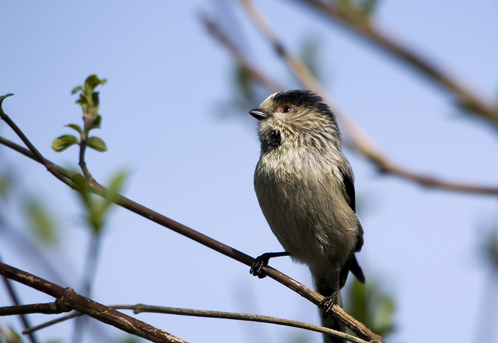 Uzunkuyruklu baştankara