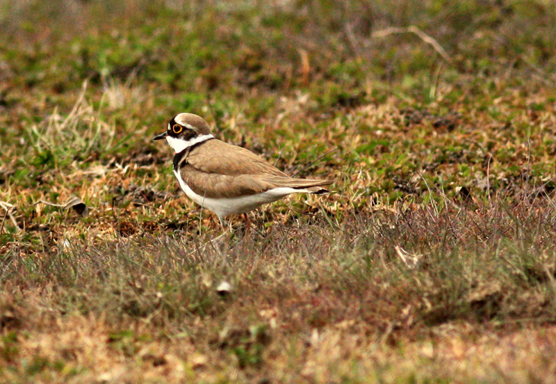 Halkalı küçük cılıbıt