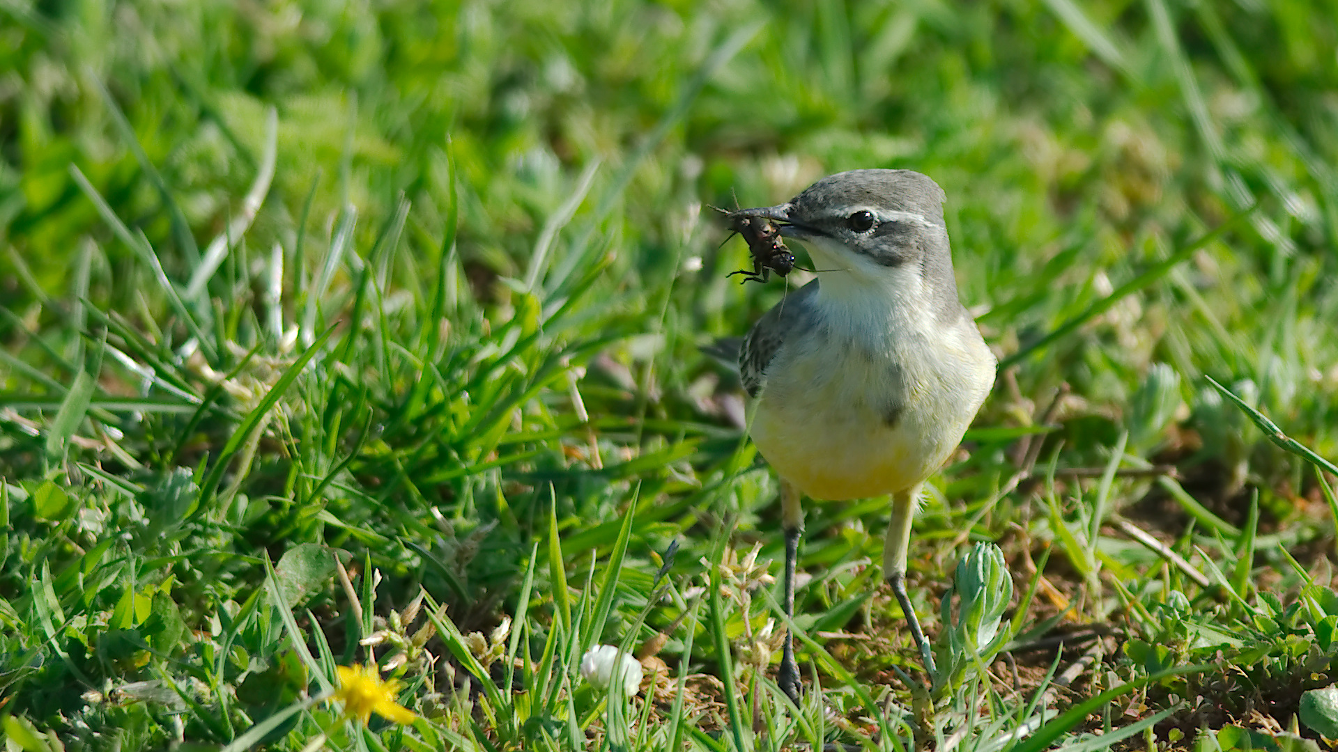 Sarı kuyruksallayan » Western Yellow Wagtail » Motacilla flava
