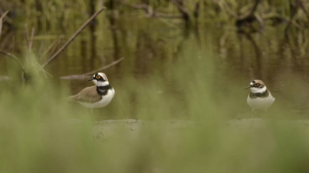 Halkalı küçük cılıbıt